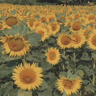 安博体育的最新版本